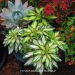 Alstroemeria 'Rock'n Roll' - Incalelie