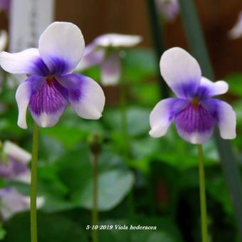 Viola hederacea