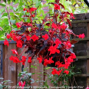 Begonia x boliviensis 'Unstoppable Upright Fire'