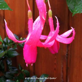 Fuchsia 'Red Spider'