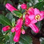 Escallonia 'Compacta Coccinea' - Escallonia