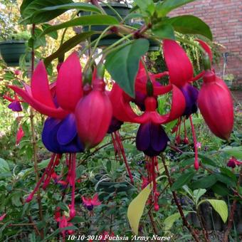 Fuchsia 'Army Nurse'