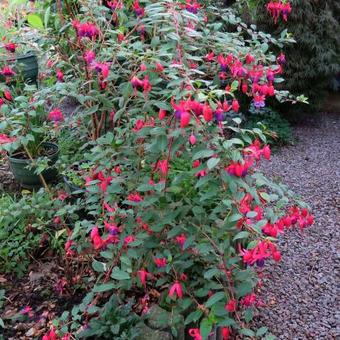 Fuchsia 'Army Nurse'