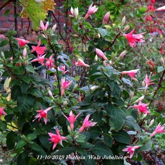 Fuchsia 'Walz Jubelteen'