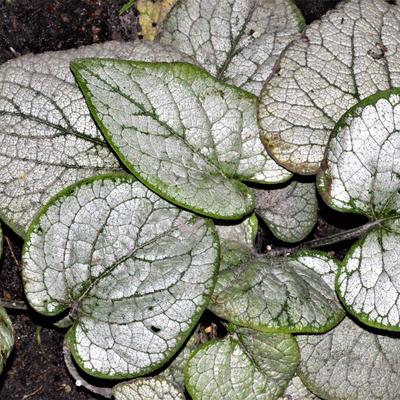 Kaukasisch vergeet-mij-nietje - Brunnera macrophylla 'Silver Heart'