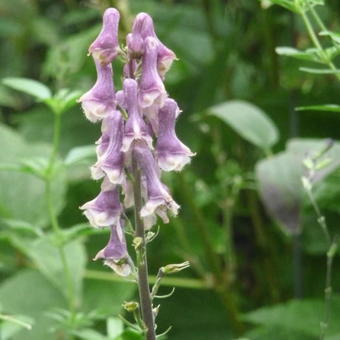 Aconitum 'Purple Sparrow'