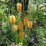 Kniphofia 'POCO Orange' - Vuurpijl, fakkellelie