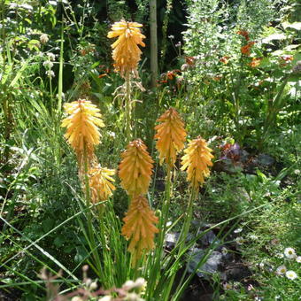 Kniphofia 'POCO Orange'