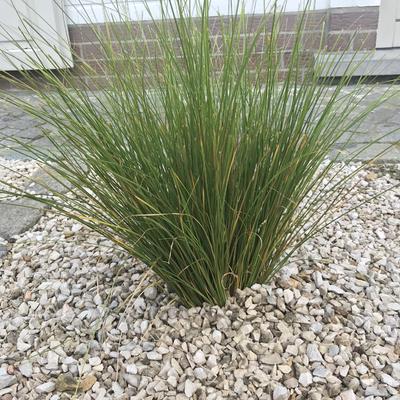 Zegge - Carex howardii 'Phoenix Green'