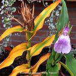 Roscoea purpurea 'Twin Towers' - Gemberorchidee