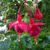 Fuchsia 'Tom Thumb'