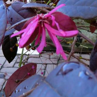 Loropetalum chinense 'Fire Dance'