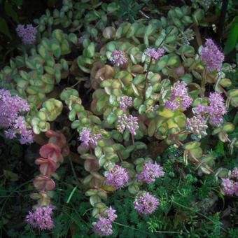 Sedum sieboldii 'Mediovariegata'