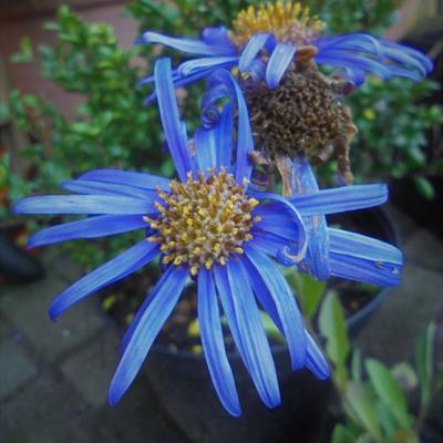 Bergaster - Aster amellus 'Blue King'