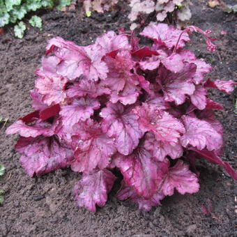 Heuchera 'Wild Rose'