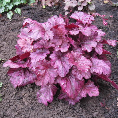 Purperklokje - Heuchera 'Wild Rose'