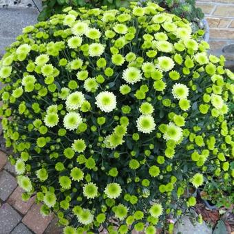 Chrysanthemum SANTINI 'Country'