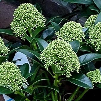 Skimmia japonica 'White Globe'