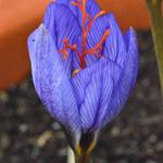 Crocus cancellatus subsp. cancellatus - Herfstkrokus