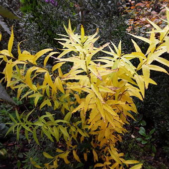 Amsonia tabernaemontana