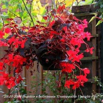 Begonia x boliviensis 'Unstoppable Upright Fire'