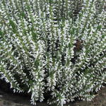 Calluna vulgaris GARDEN GIRLS ‘Helena’ - Zomerheide