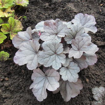 Heuchera 'Silver Gumdrop'