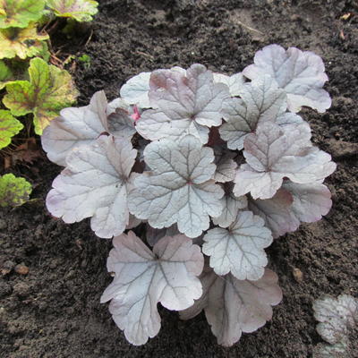 Purperklokje - Heuchera 'Silver Gumdrop'