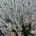 Calluna vulgaris 'GARDENGIRLS 'Gina' - Dopheide /Zomerheide/struikheide / bezemheide