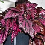 Begonia rex 'Hugh McLaughlin' - Begonia