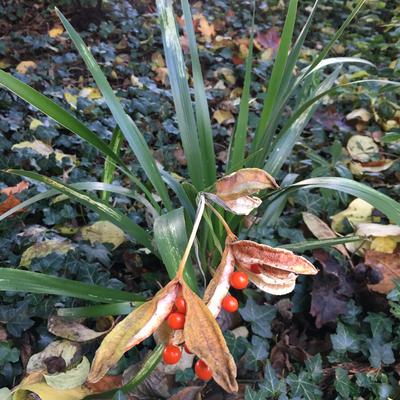 Stinkende lis, iris - Iris foetidissima