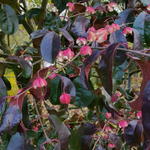 Euonymus grandiflorus - Kardinaalsmuts