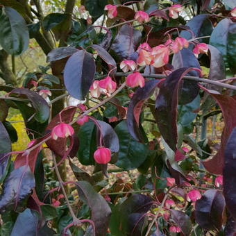 Euonymus grandiflorus