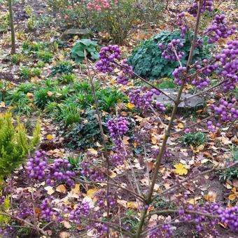 Callicarpa bodinieri