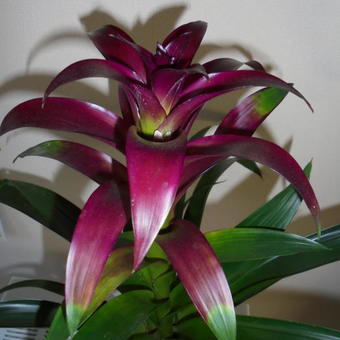 Guzmania