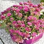 Sedum spurium SPOT ON 'Deep Pink' - Kaukasische muurpeper, roze vetkruid