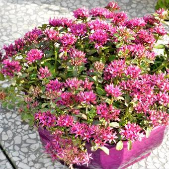 Sedum spurium SPOT ON 'Deep Pink'