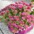 Sedum spurium SPOT ON 'Deep Pink'