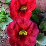 Calibrachoa 'CARILLON Red' - compact MF - Mini Petunia