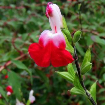 Salvia x jamensis 'Hot Lips'