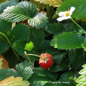 Fragaria vesca