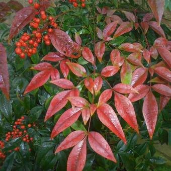 Nandina domestica