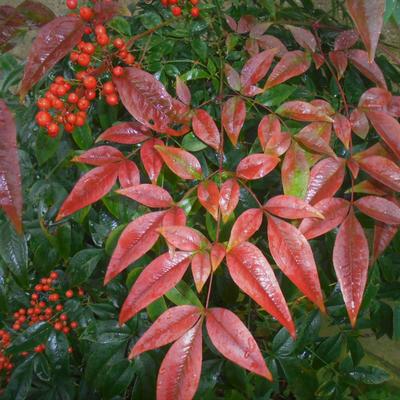 Hemelse bamboe - Nandina domestica