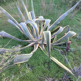 Agave americana