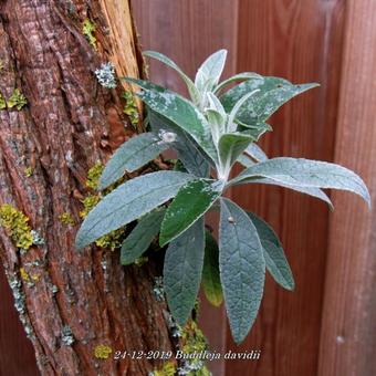 Buddleja davidii