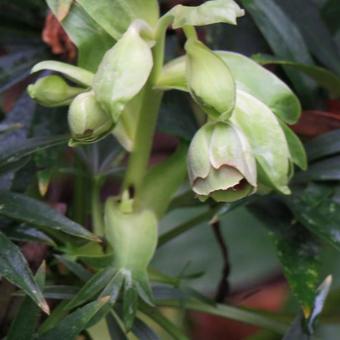 Helleborus foetidus