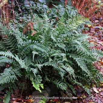 Polypodium virginianum