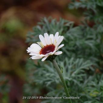 Rhodanthemum 'Casablanca'