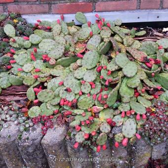 Opuntia humifusa