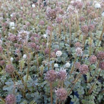 Acaena microphylla